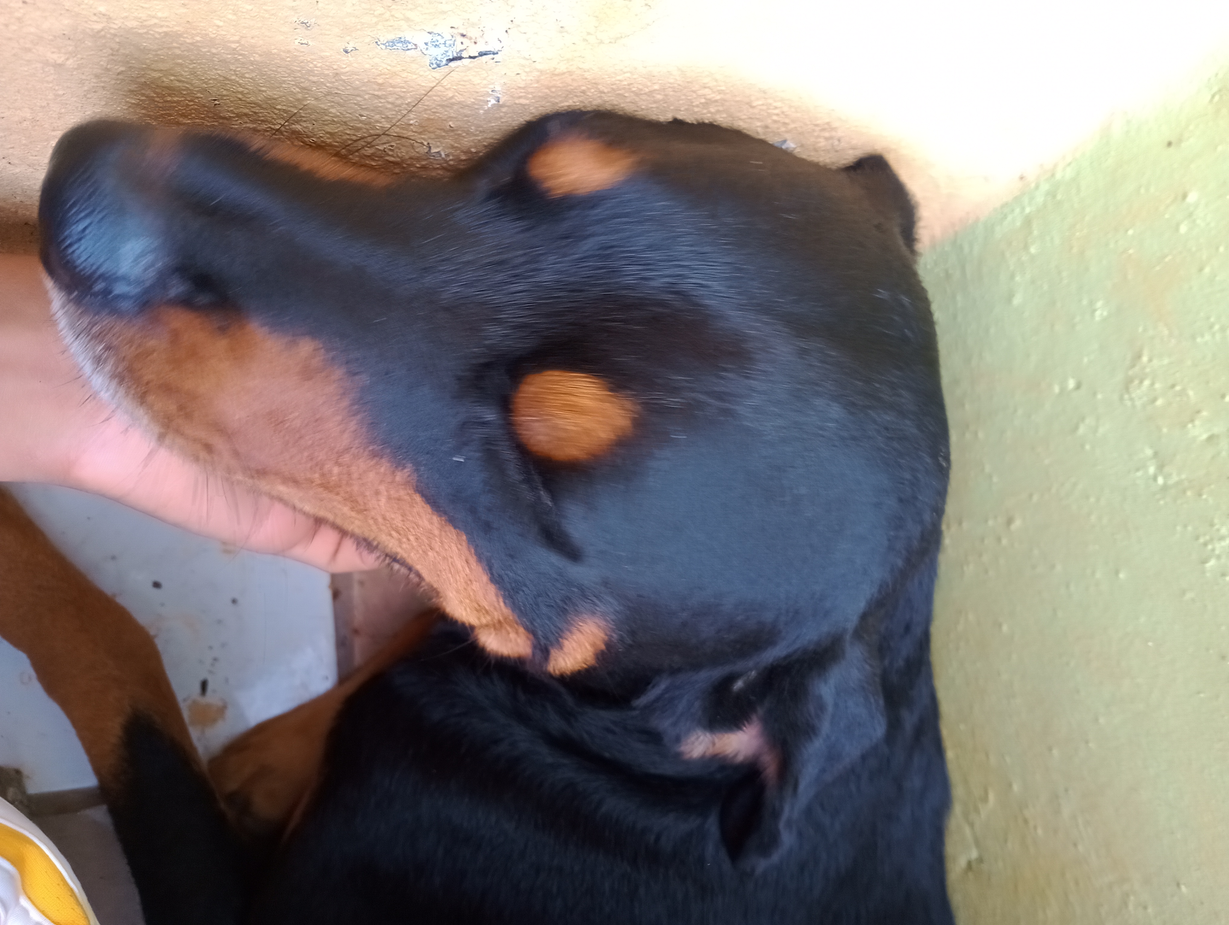 animales y mascotas - Venta perro Rottwailer puro  2