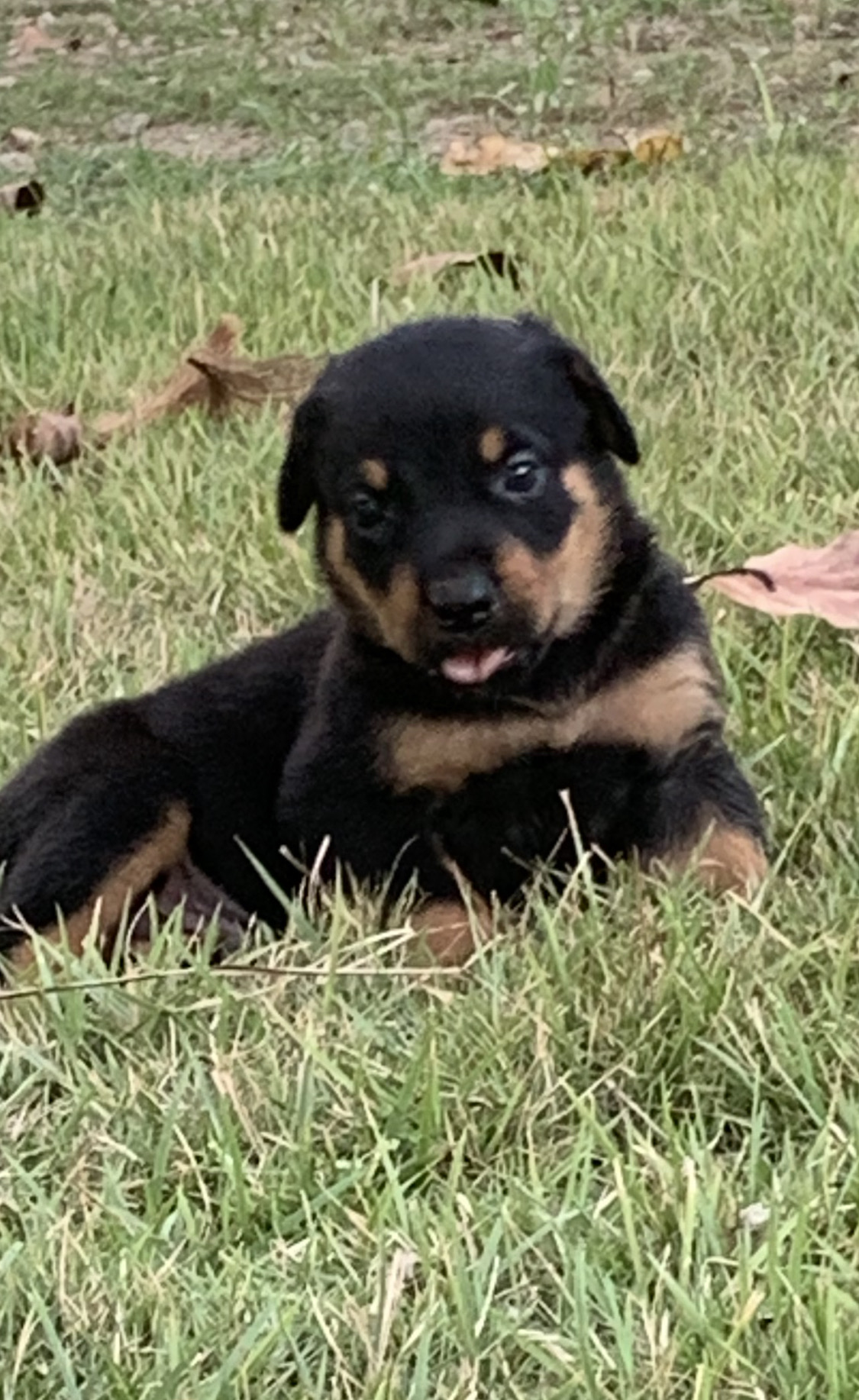 animales y mascotas - Cachorros Rottwailler Disponibles 