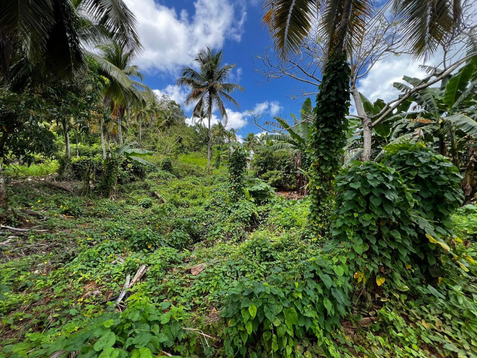 solares y terrenos - Terreno en Rincon Samana 2