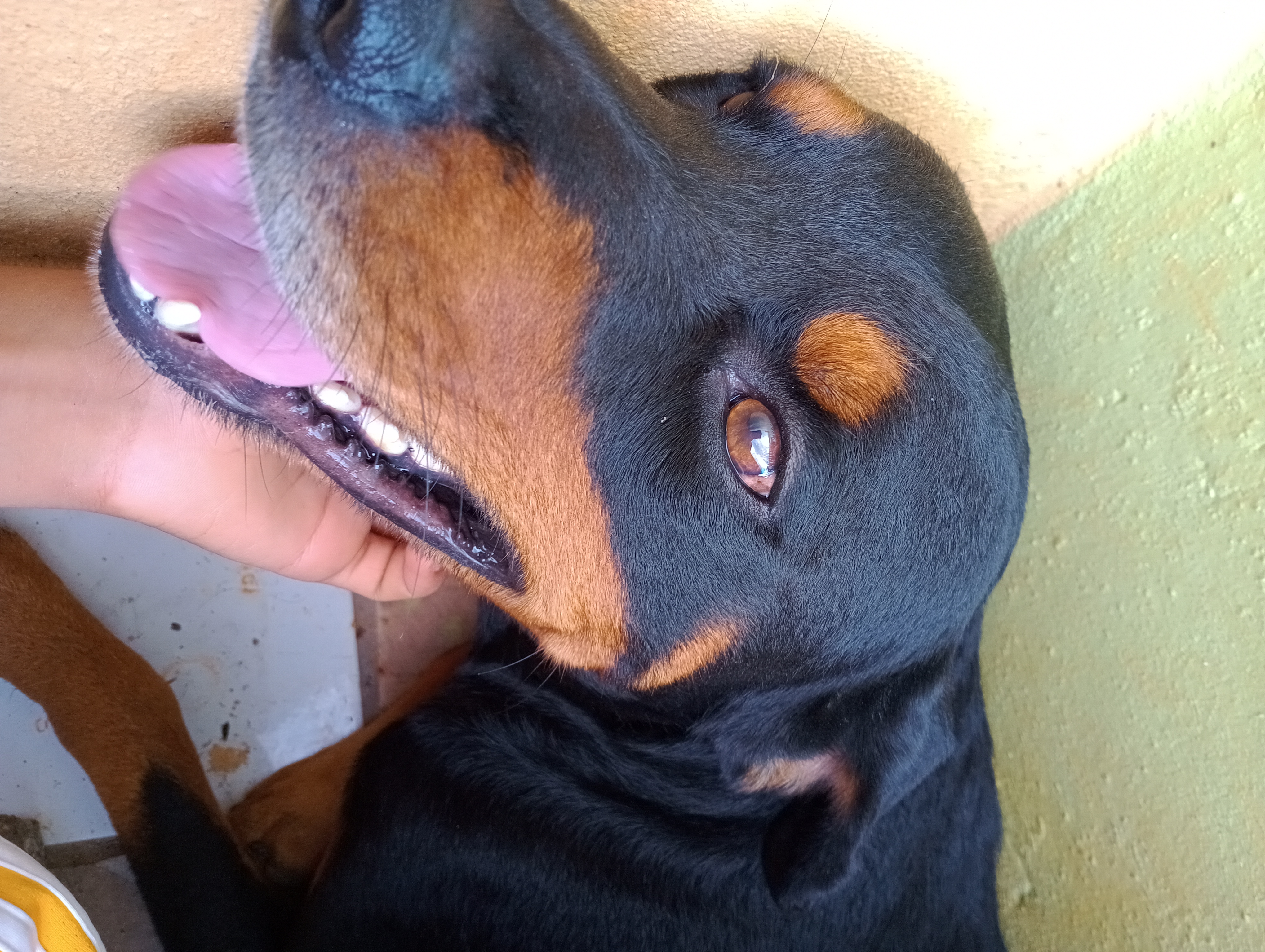 animales y mascotas - Venta perro Rottwailer puro  3