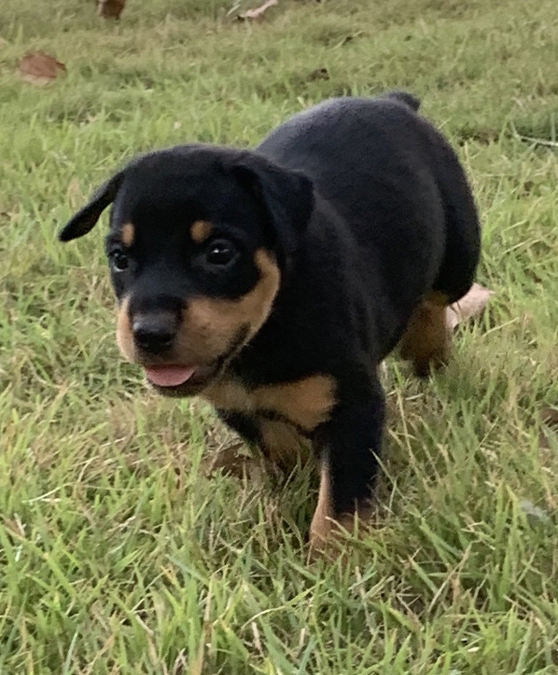 animales y mascotas - Cachorros Rottwailler Disponibles  1