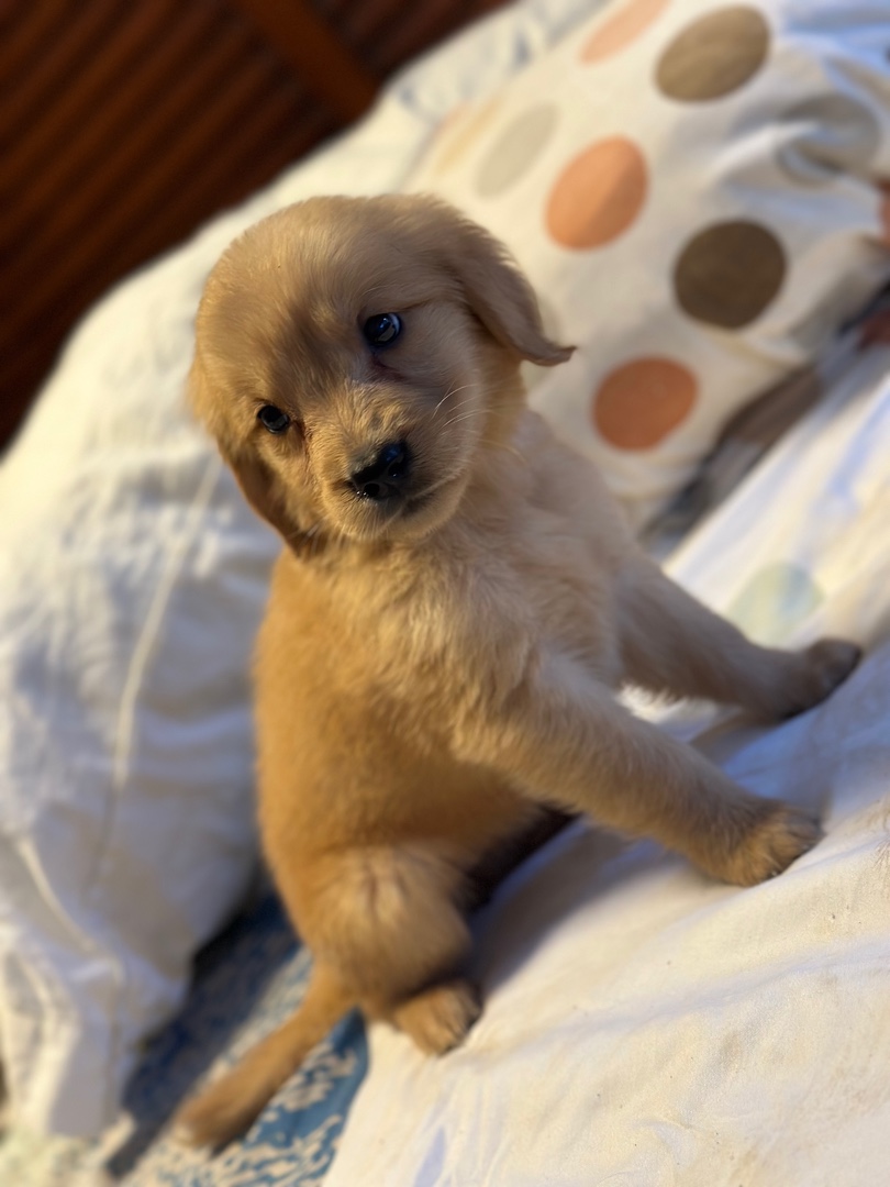 animales y mascotas - CACHORROS GOLDEN RETRIEVER  3