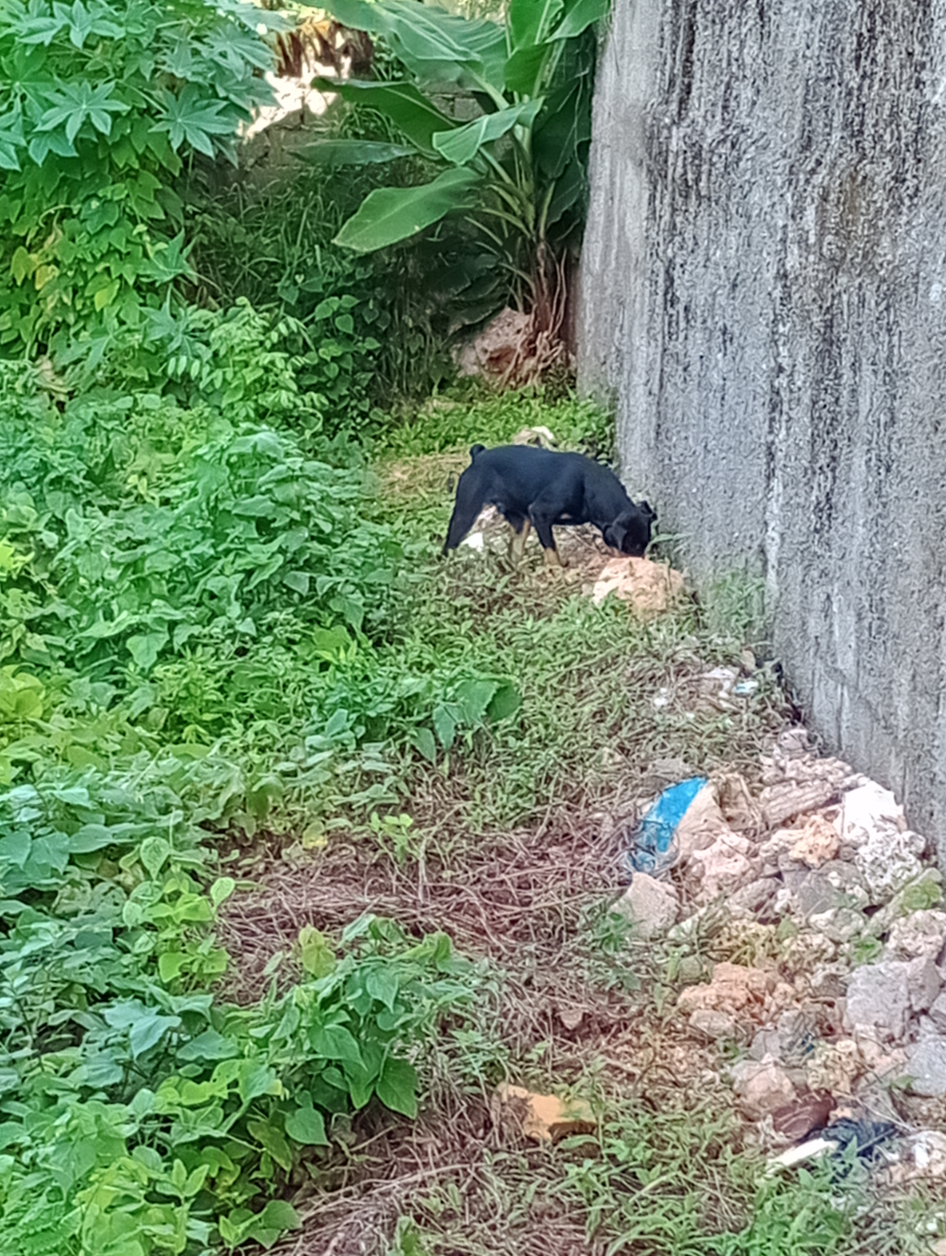 animales y mascotas - Venta perro Rottwailer puro  4