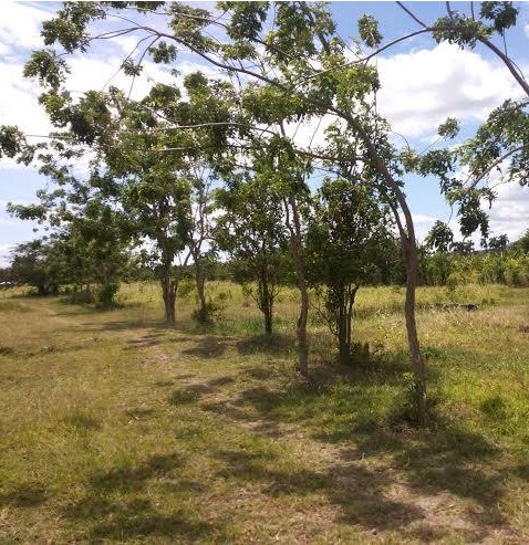 solares y terrenos - Solar de 1.000 metros, en la calle Ercilia Pepin, de Cuesta Brava, con titulo. 