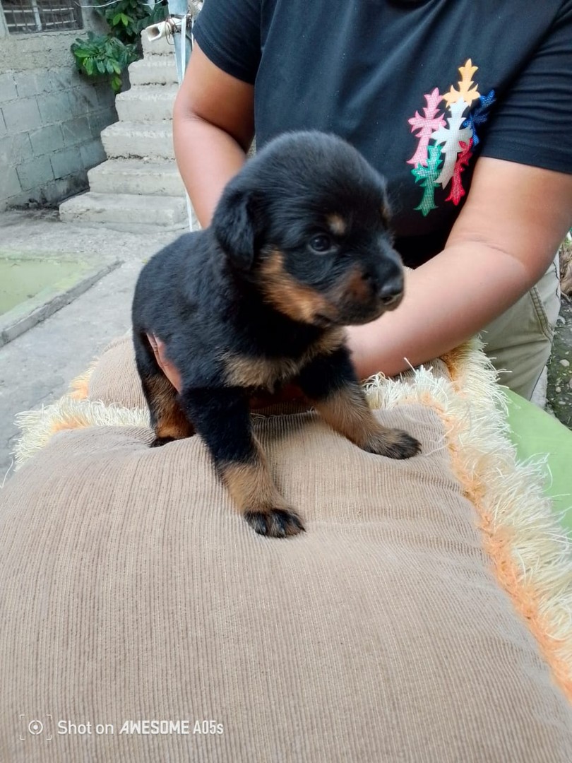 animales y mascotas - Venta de Cachorros Rottweiler  7