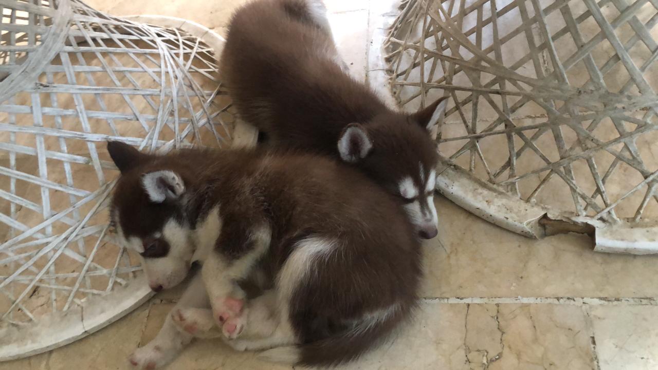 animales y mascotas - Huskys en venta 0