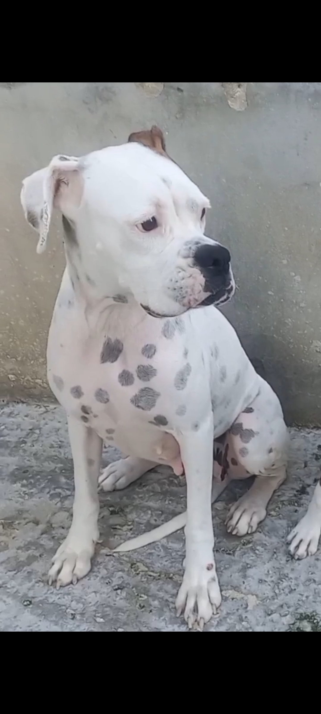 animales y mascotas - boxer dog blanco