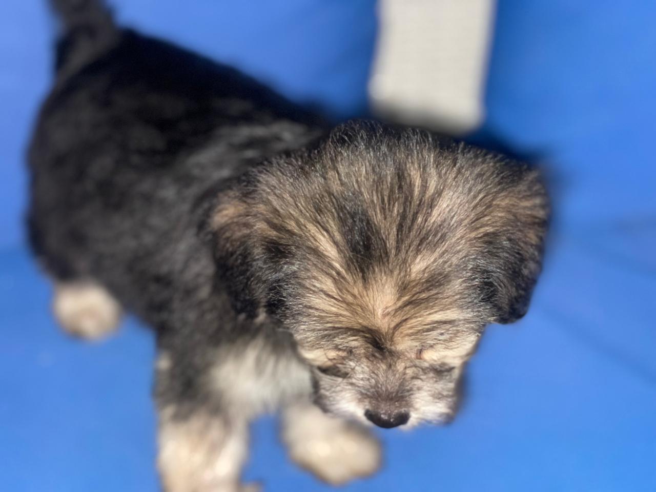 animales y mascotas - Cachorro poodle y shihpoo
