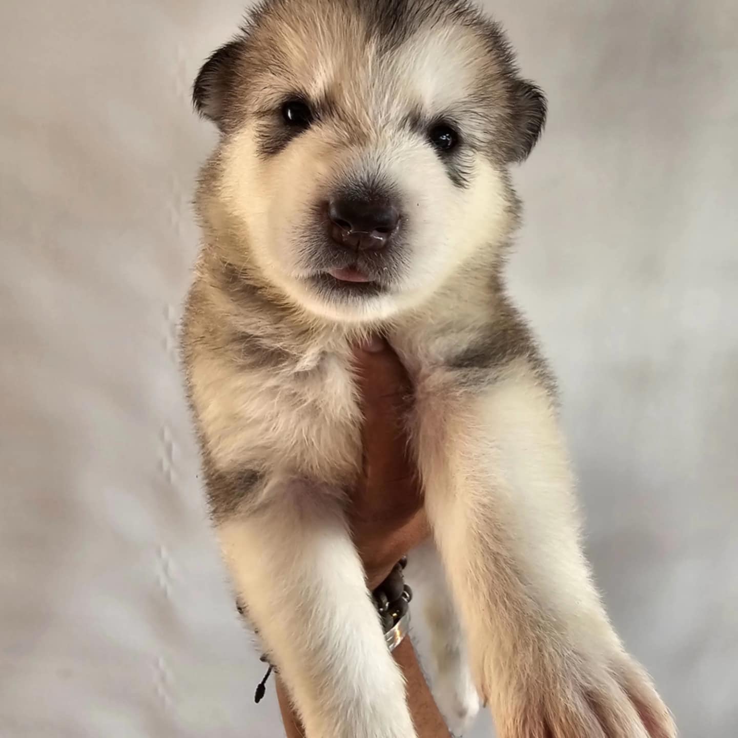 animales y mascotas - Cachorro Alaska Malamute  3