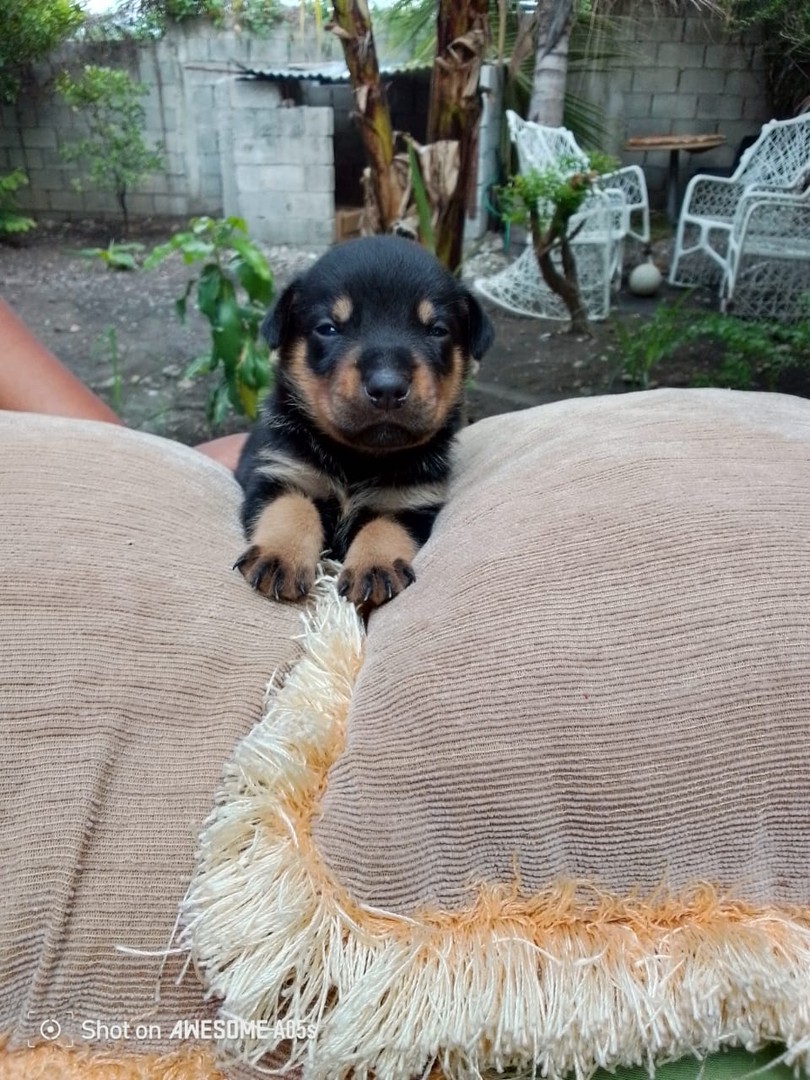 animales y mascotas - Venta de Cachorros Rottweiler  8