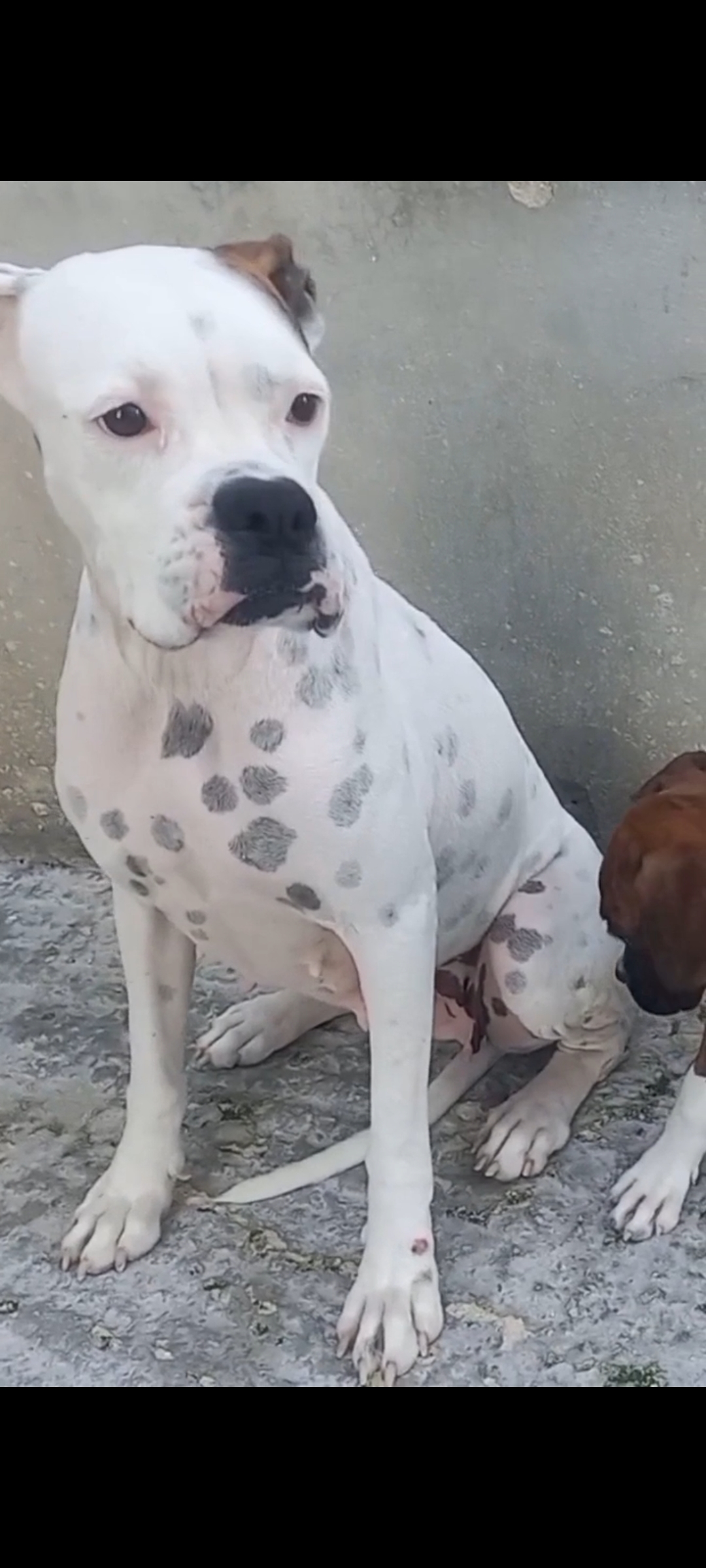 animales y mascotas - boxer dog blanco 1