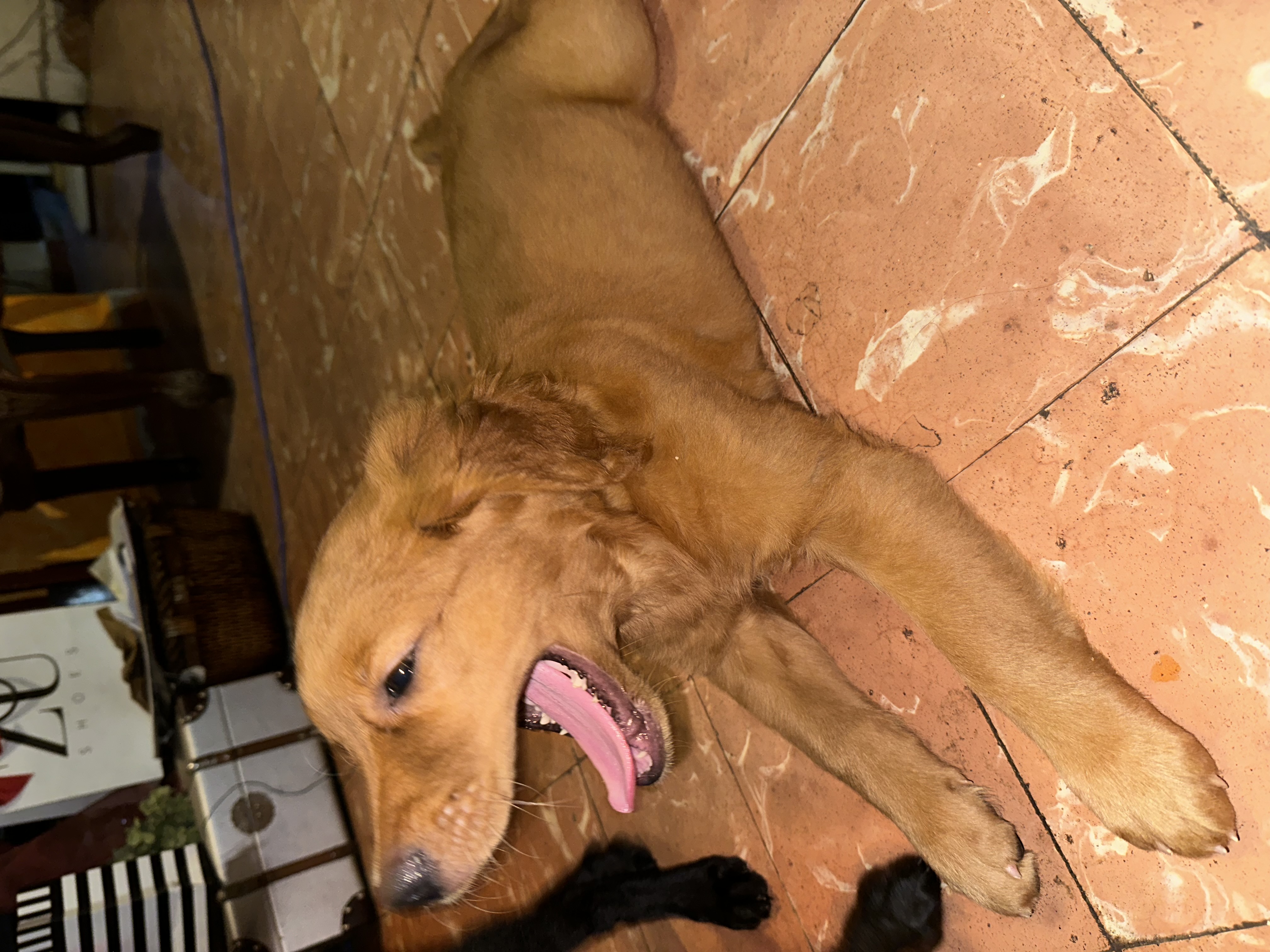 animales y mascotas - VENDO CACHORROS RED GOLDEN RETRIEVER - FLAT RETRI 5