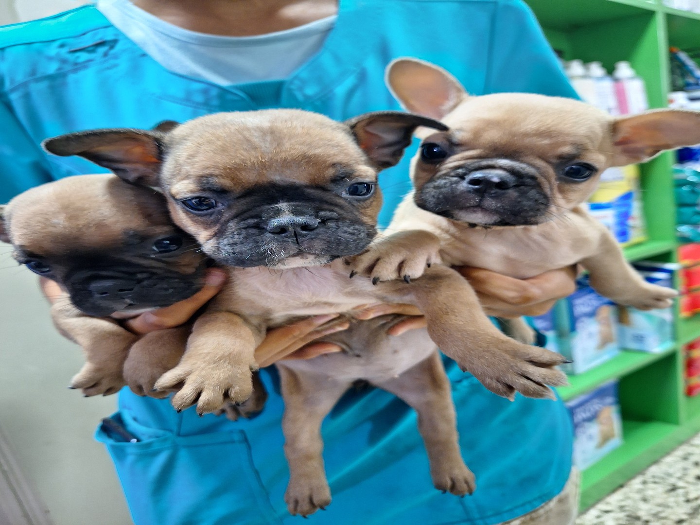 animales y mascotas - Bulldog Francés hembras en venta
