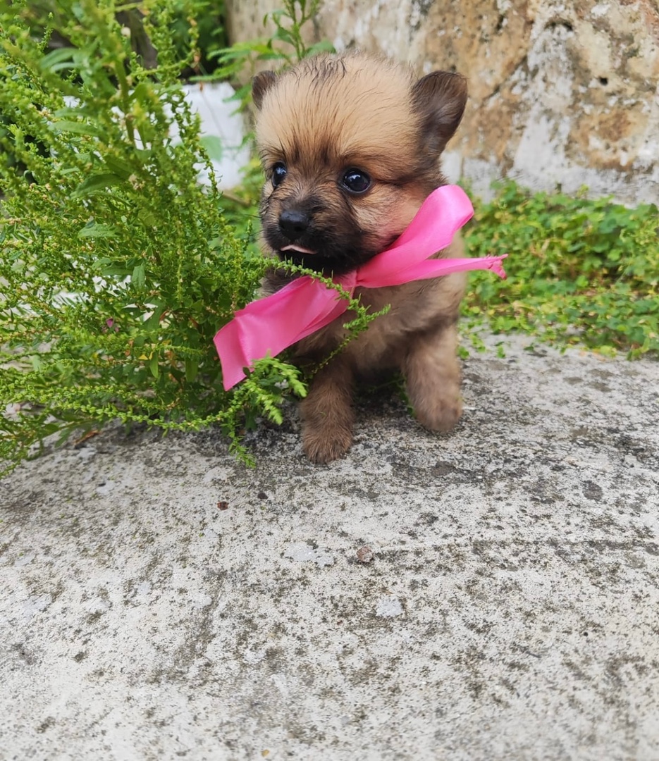 animales y mascotas - Pomerania Chocolate-Sable hembra