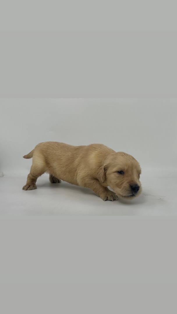 animales y mascotas - cachorros golden Retriever  8