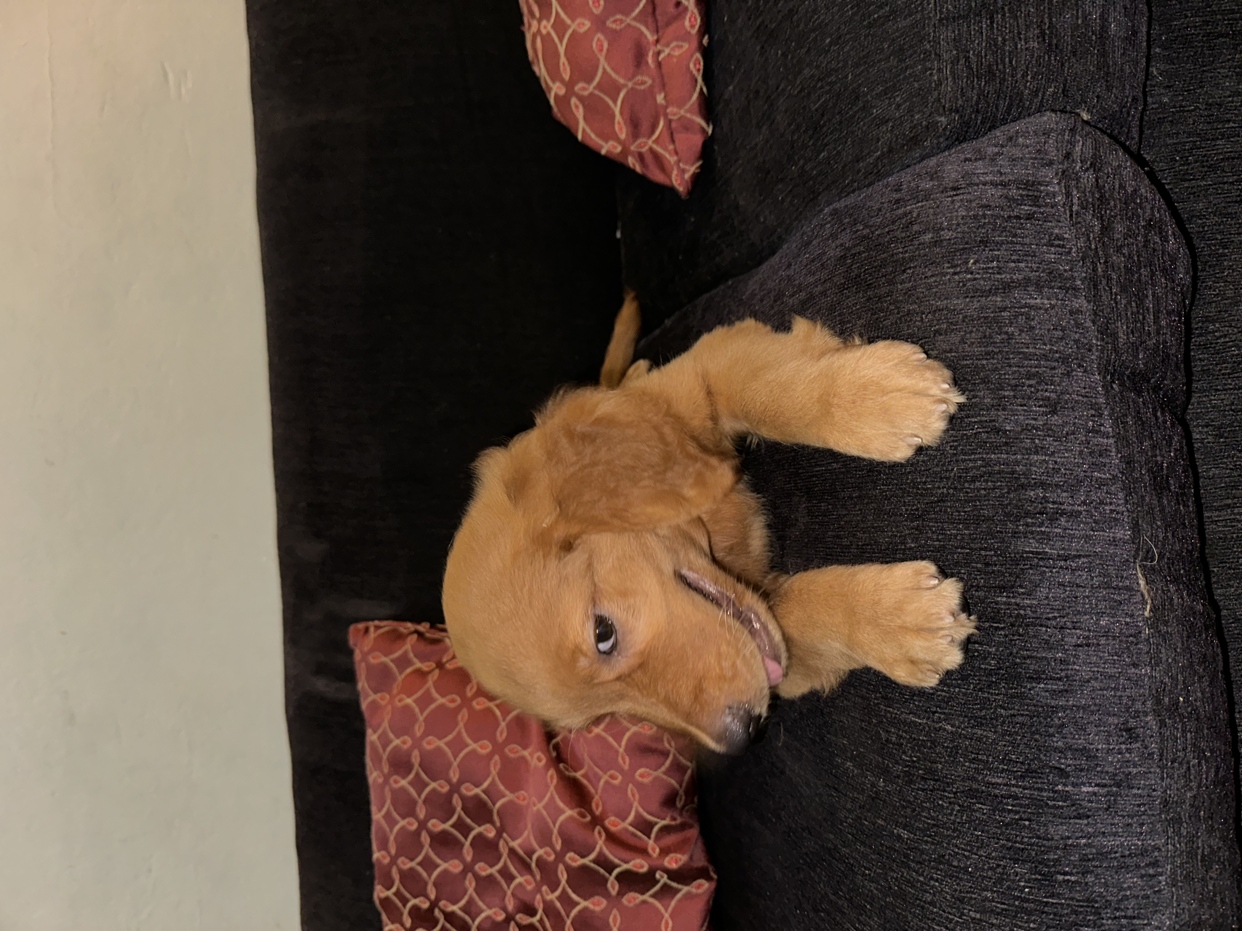 animales y mascotas - VENDO CACHORROS RED GOLDEN RETRIEVER - FLAT RETRI 2