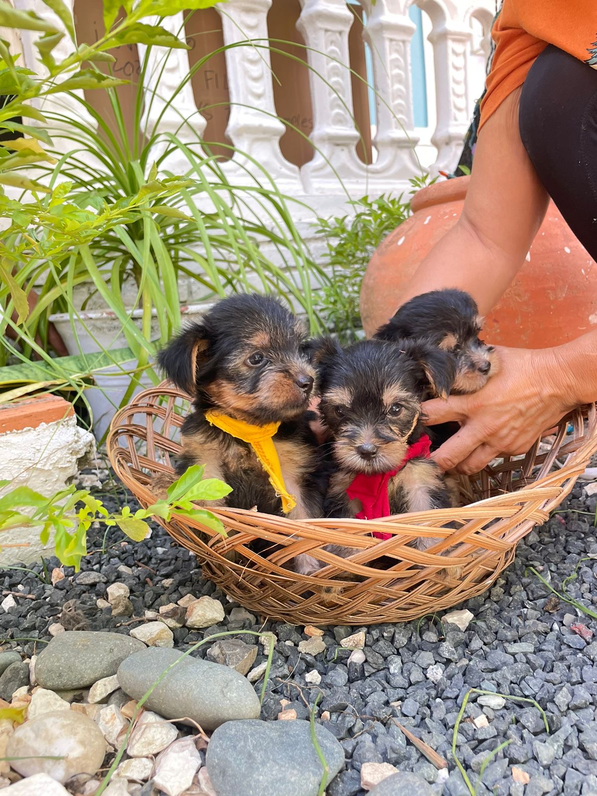 animales y mascotas - Yorkshire puro hembra en venta  4