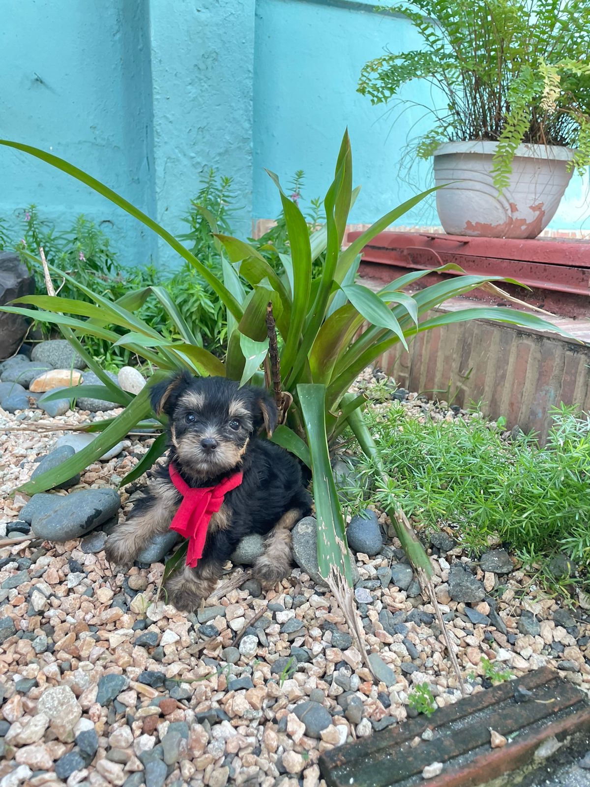 animales y mascotas - Yorkshire puro hembra en venta  5