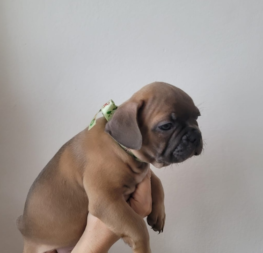 animales y mascotas - Bulldog Francés exóticos Blue Merle 