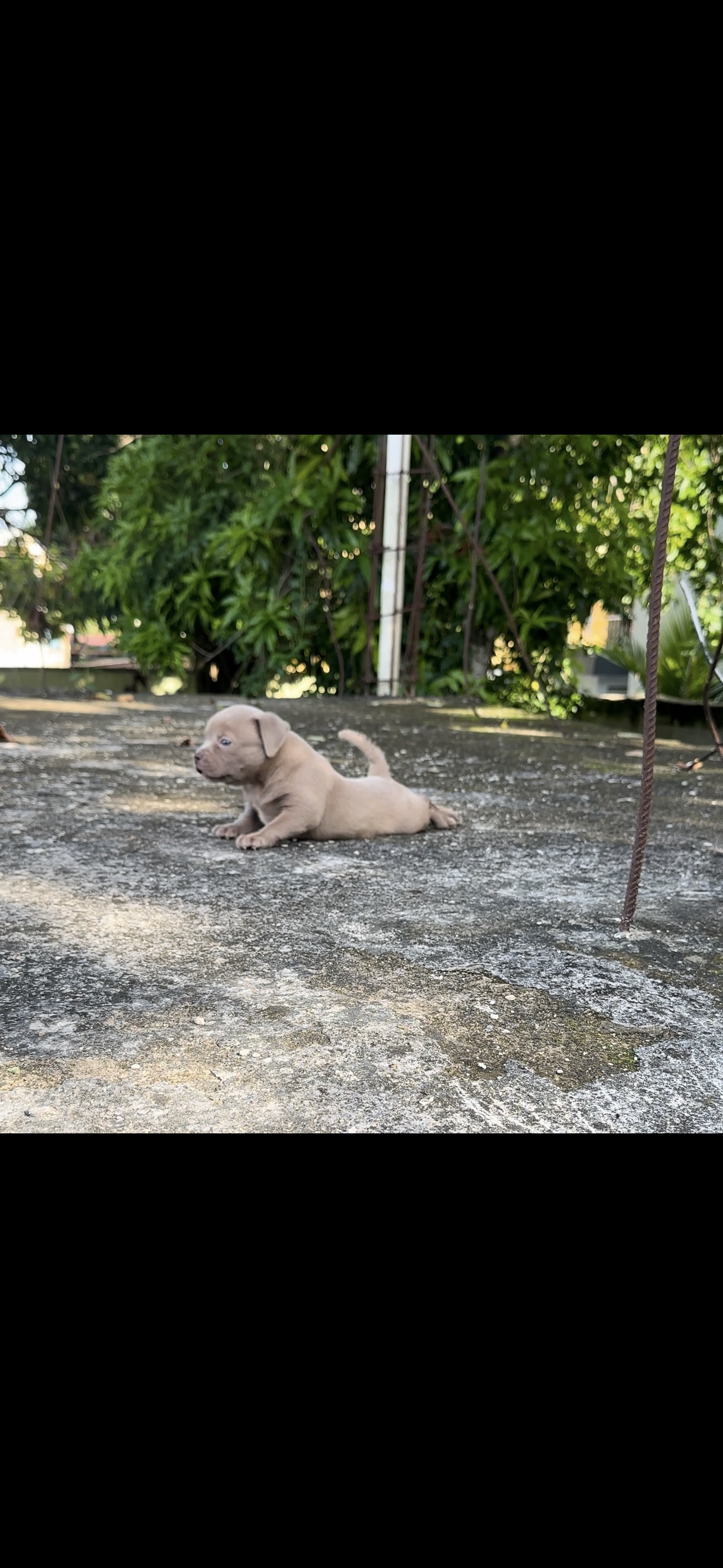 animales y mascotas - American bully Hembra