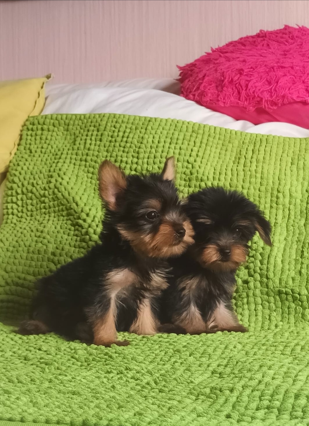 animales y mascotas - Hermosaa Yorkies Yorkshire Terrier 