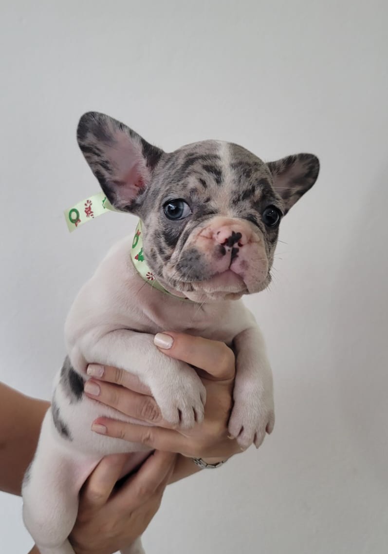 animales y mascotas - Bulldog Francés exóticos Blue Merle  1