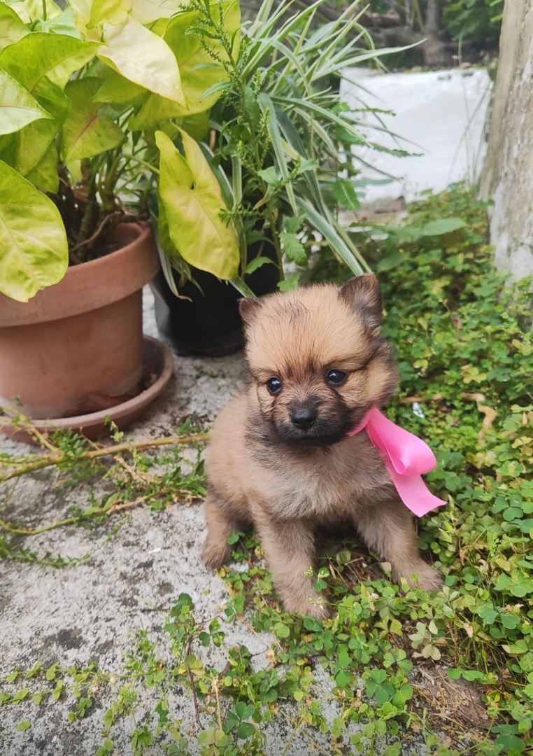 animales y mascotas - Pomerania Chocolate-Sable hembra 1