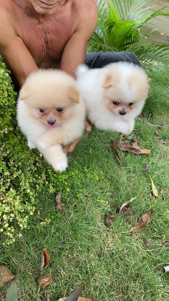 animales y mascotas - Cachorros pomerania 