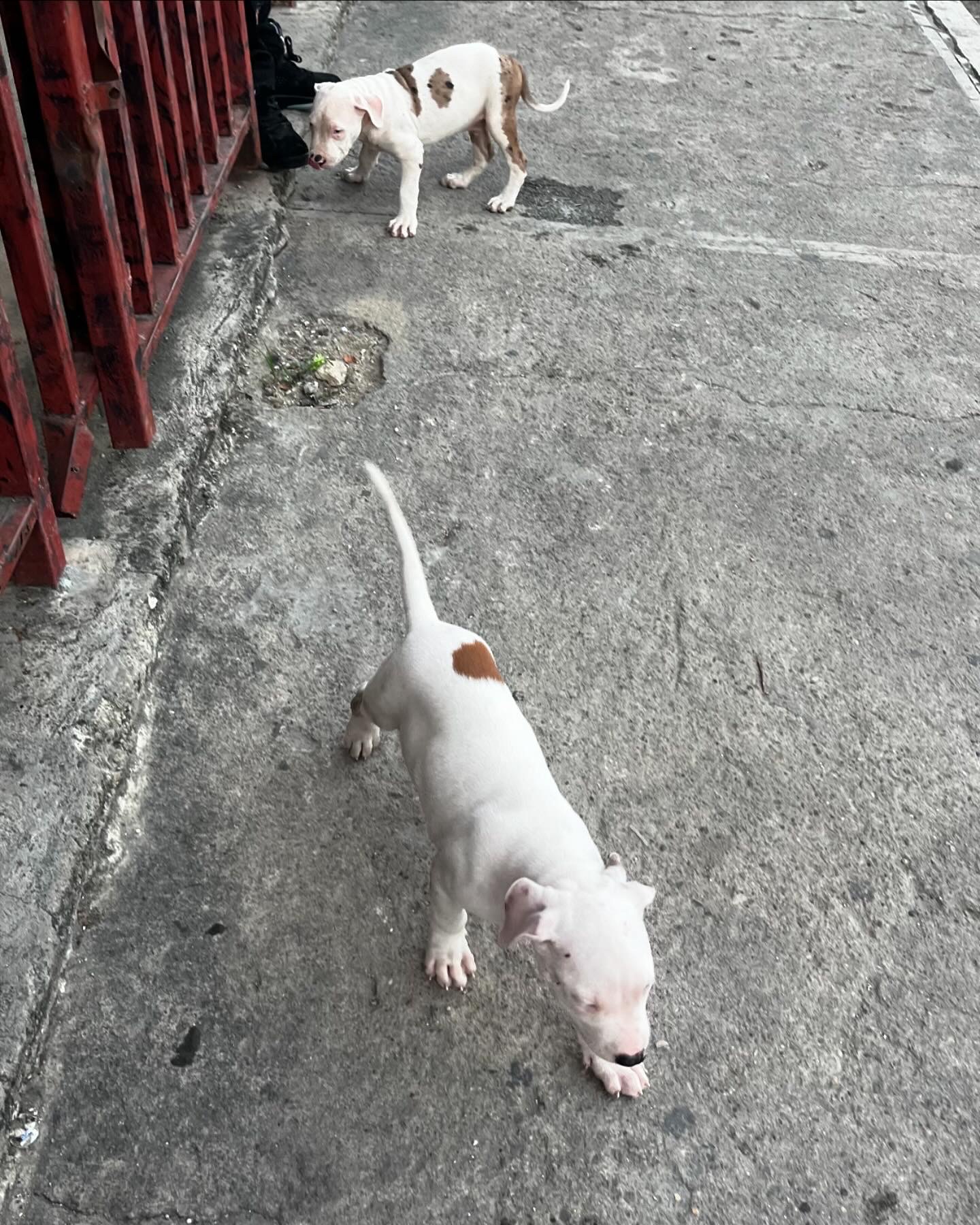 animales y mascotas - Vendo pibutbull blanco 1