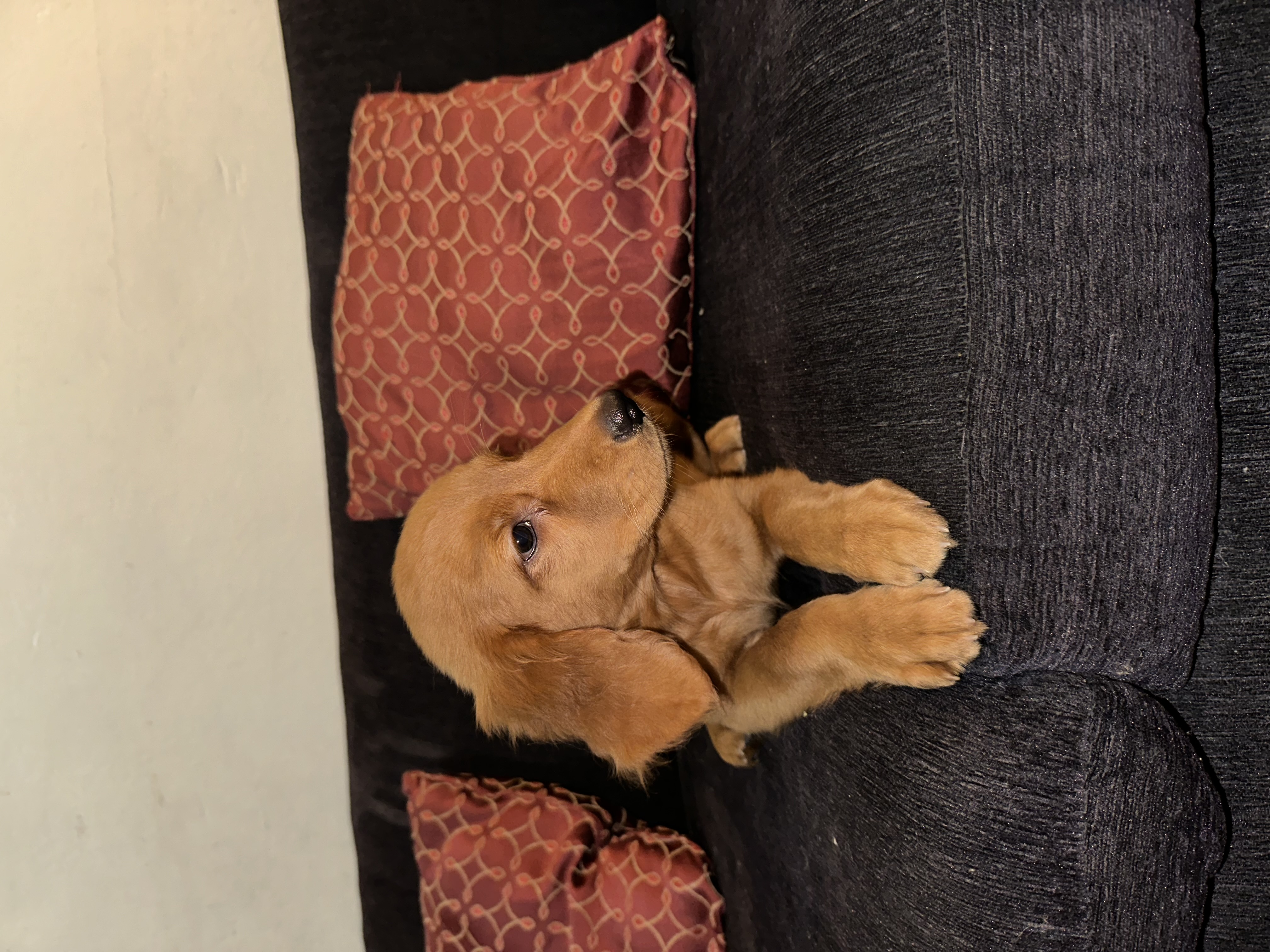 animales y mascotas - VENDO CACHORROS RED GOLDEN RETRIEVER - FLAT RETRI 4