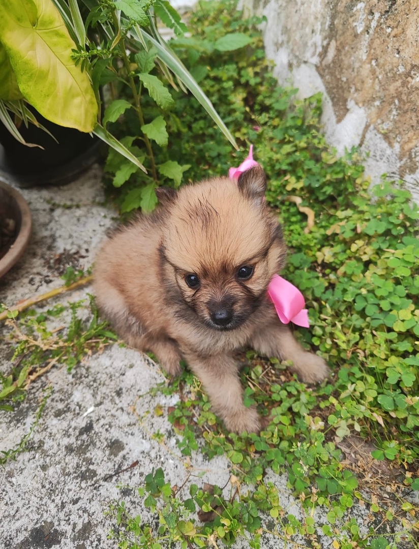 animales y mascotas - Pomerania Chocolate-Sable hembra 2