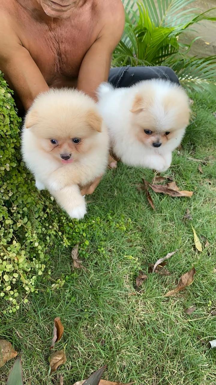 animales y mascotas - Cachorros pomerania  1