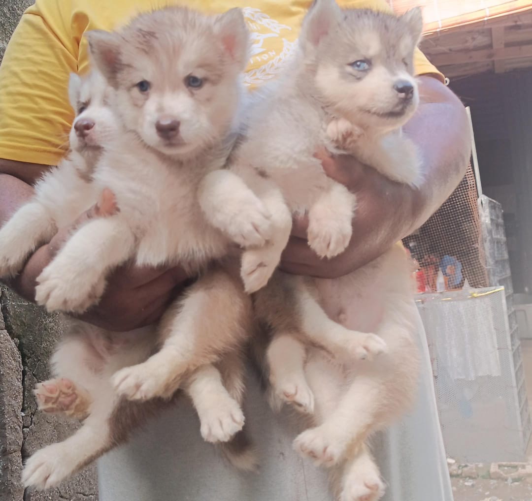 animales y mascotas - Husky siberiano ambos sexos 