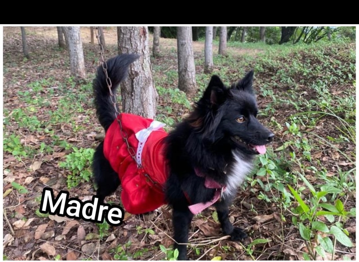 animales y mascotas - Pomerania Chocolate-Sable hembra 3