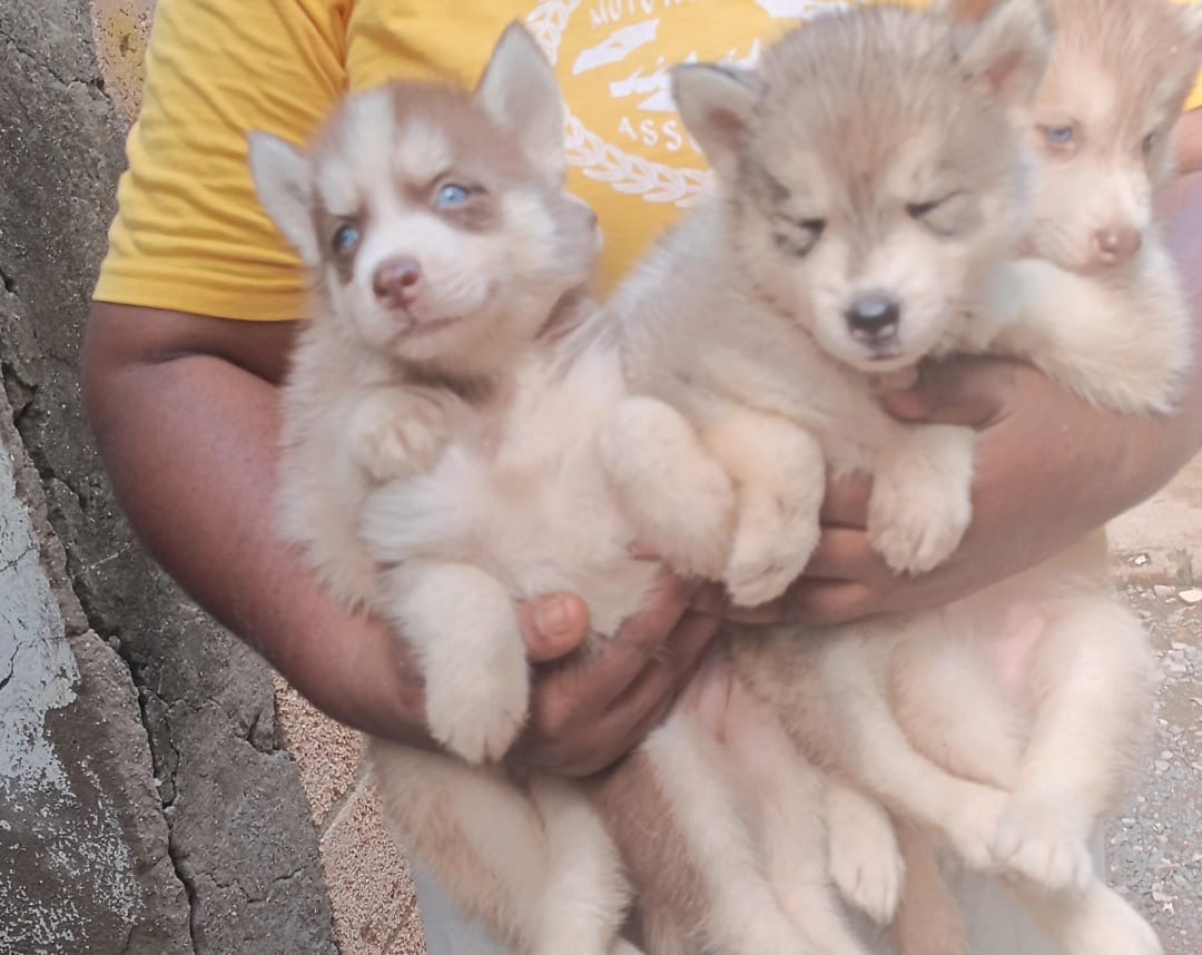 animales y mascotas - Husky siberiano ambos sexos  1