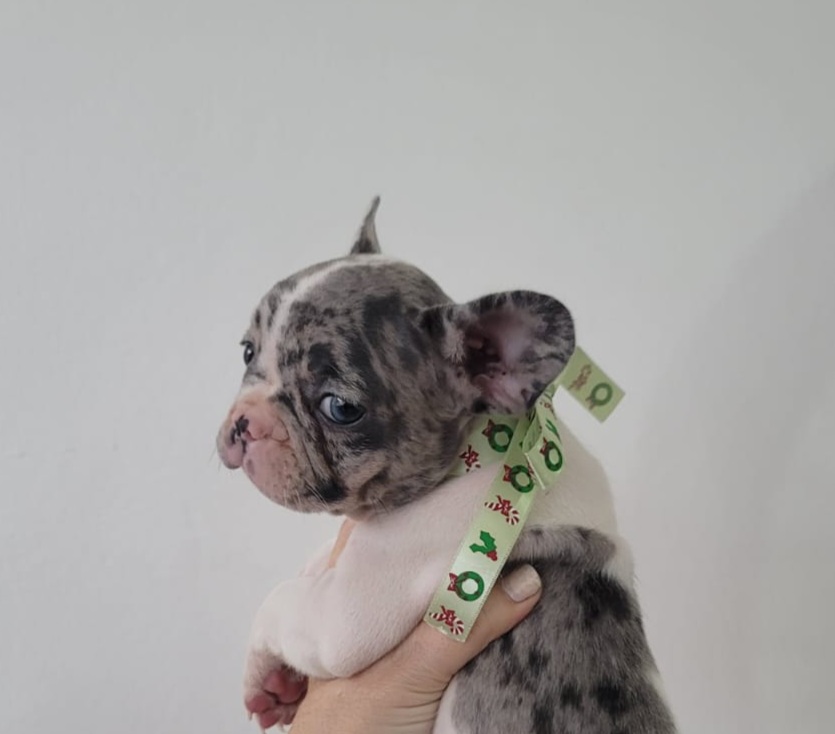 animales y mascotas - Bulldog Francés exóticos Blue Merle  4