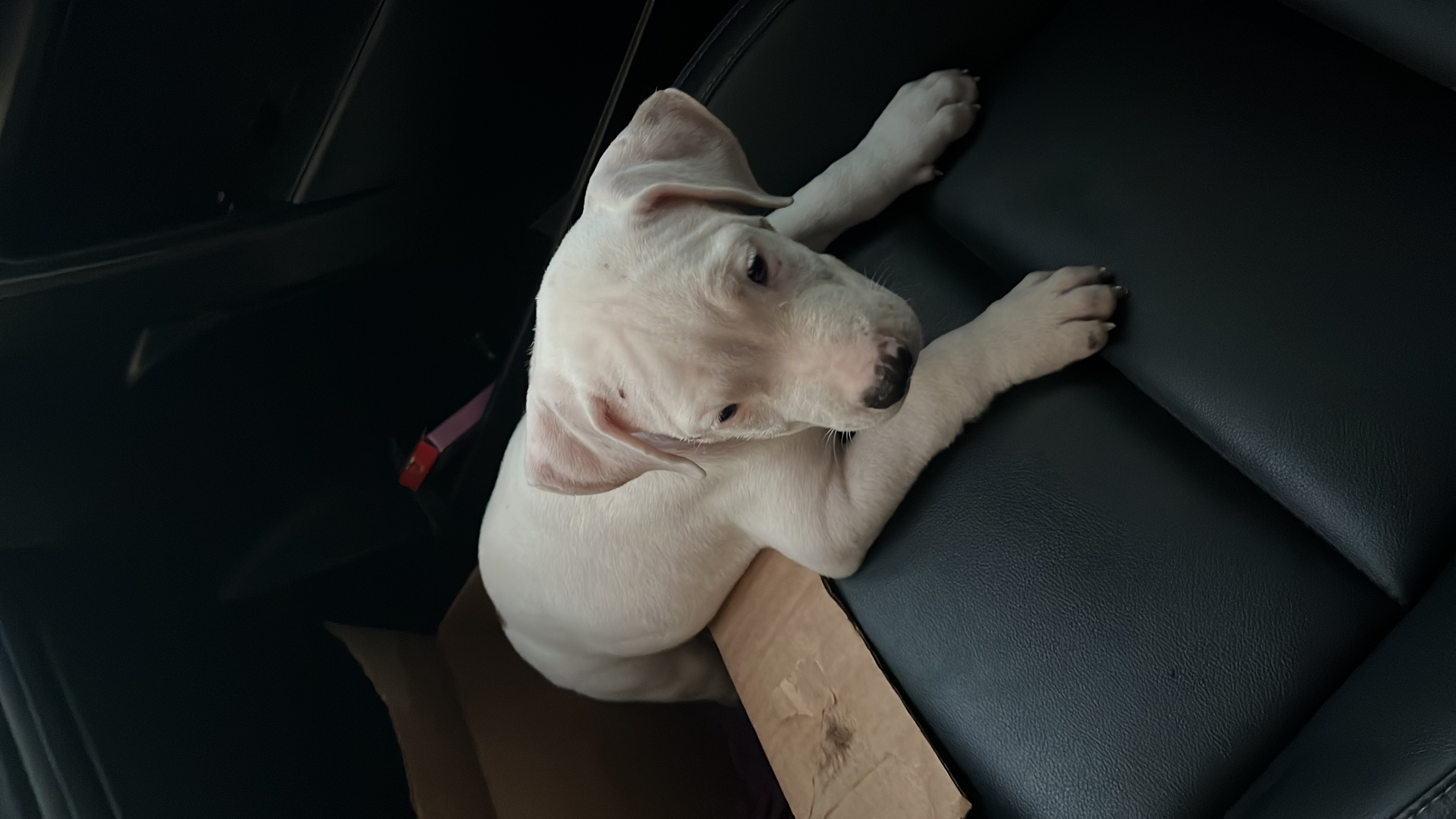 animales y mascotas - Vendo pibutbull blanco 3