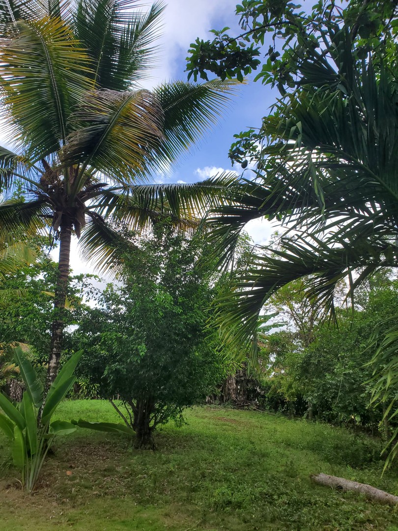 solares y terrenos - Terreno de 10,358 Mts2 en Playa Rincon, Samana  1