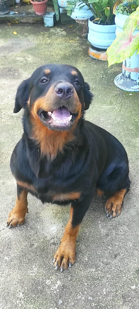 animales y mascotas - Venta de Cachorros Rottweiler  1