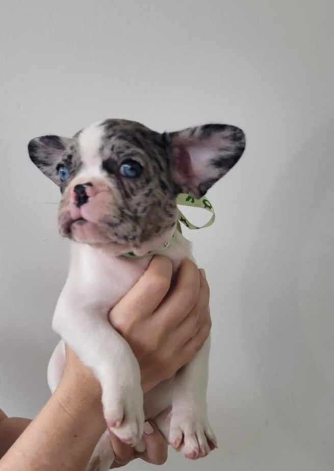 animales y mascotas - Bulldog Francés exóticos Blue Merle  5