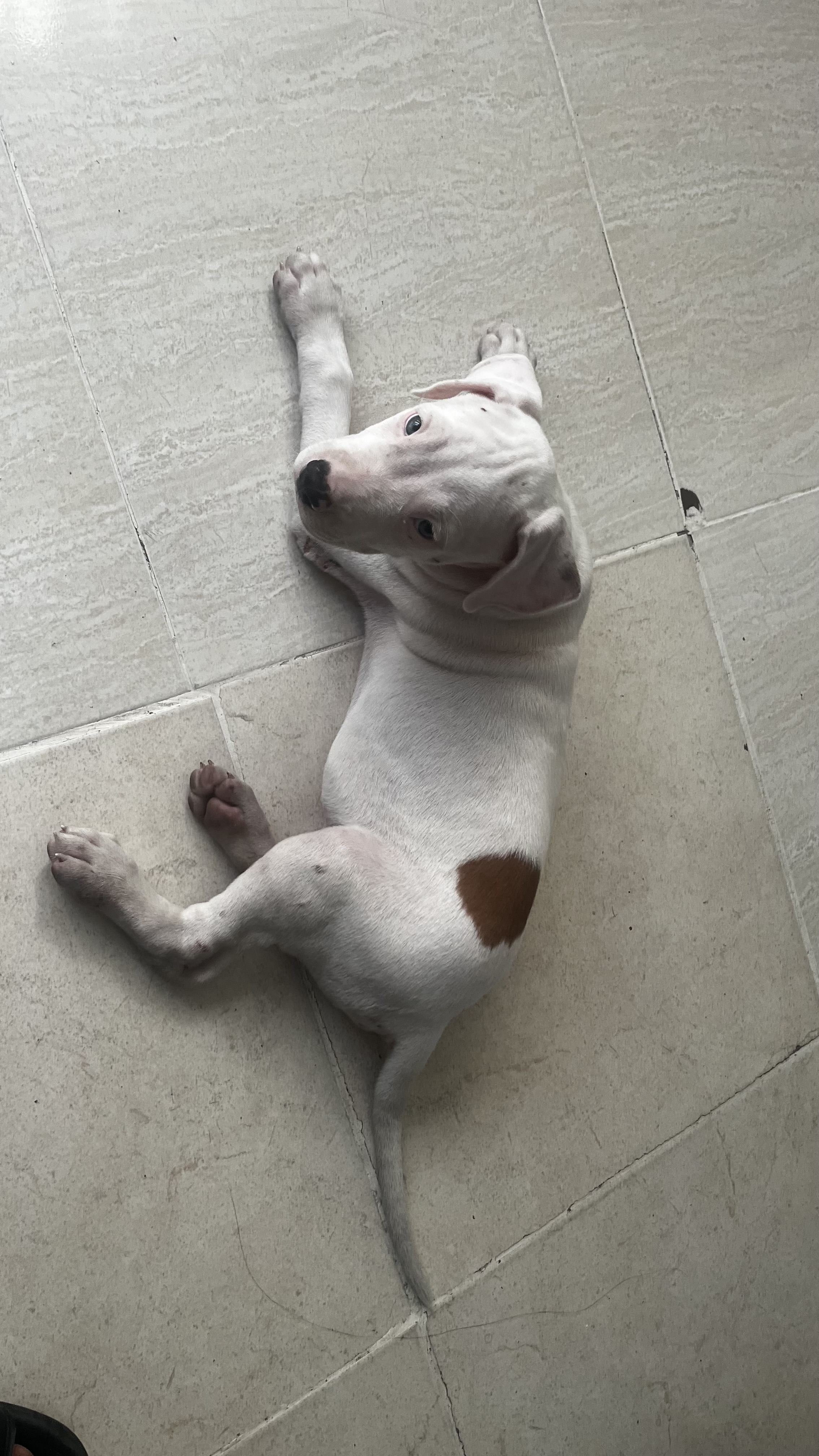 animales y mascotas - Vendo pibutbull blanco 4