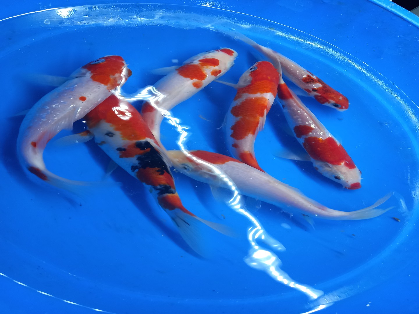 animales y mascotas - Peces koi