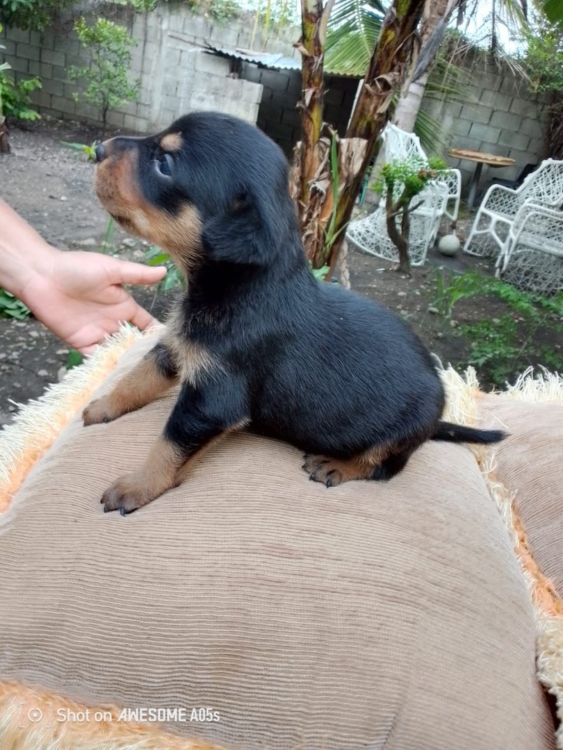 animales y mascotas - Venta de Cachorros Rottweiler  2