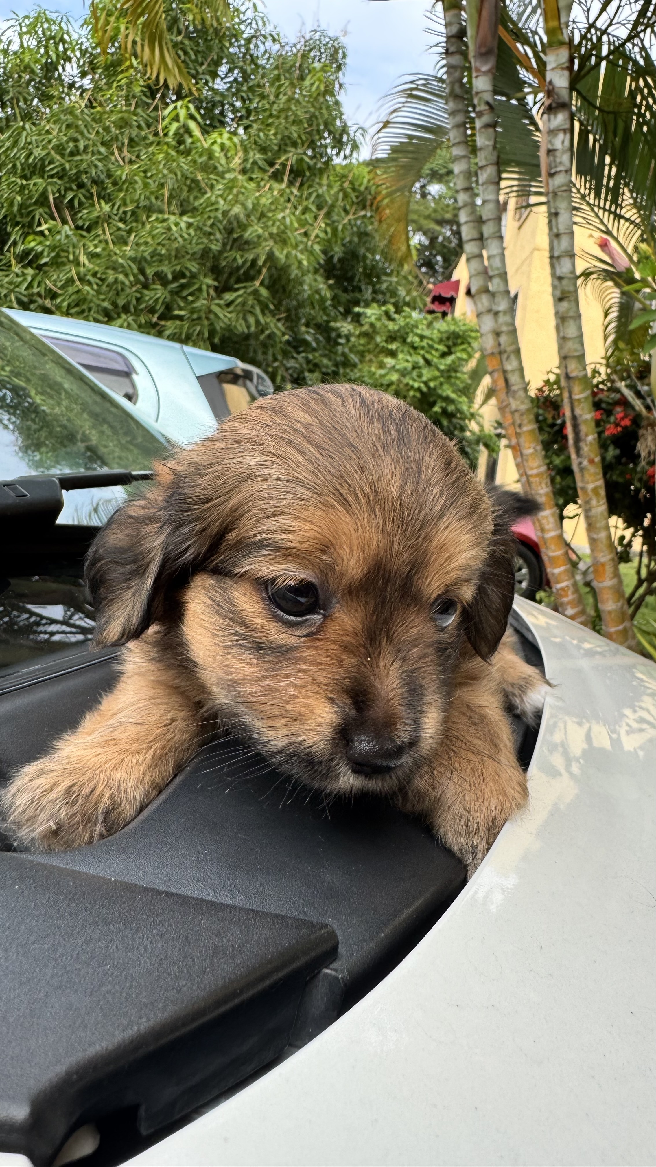 animales y mascotas - Perrito Shipoo hembra y varon 2