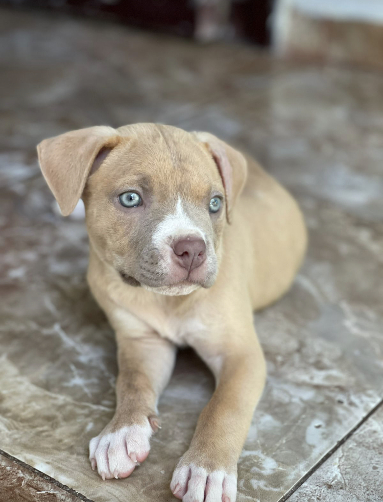 animales y mascotas - Perra Pitbull 