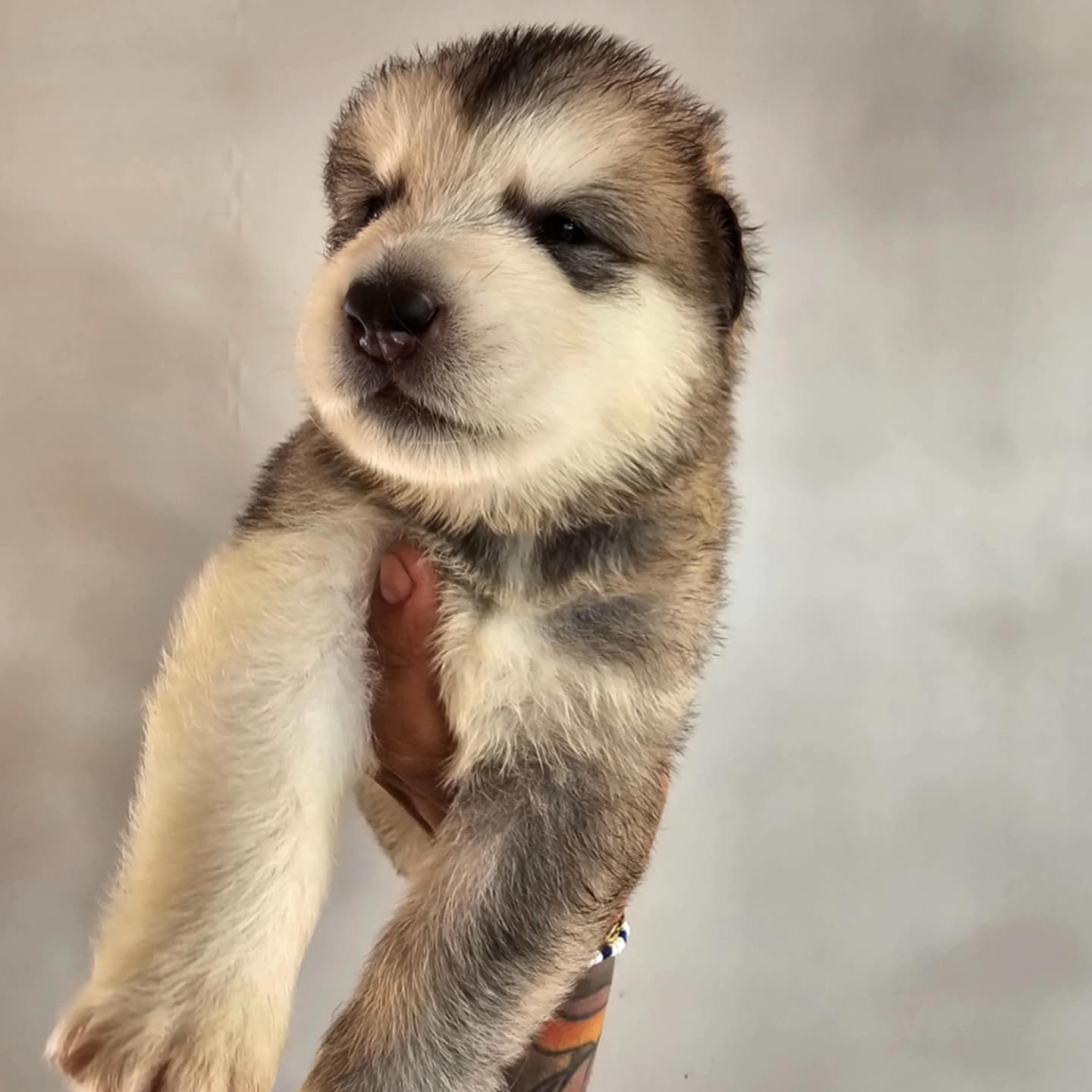 animales y mascotas - Cachorro Alaska Malamute 