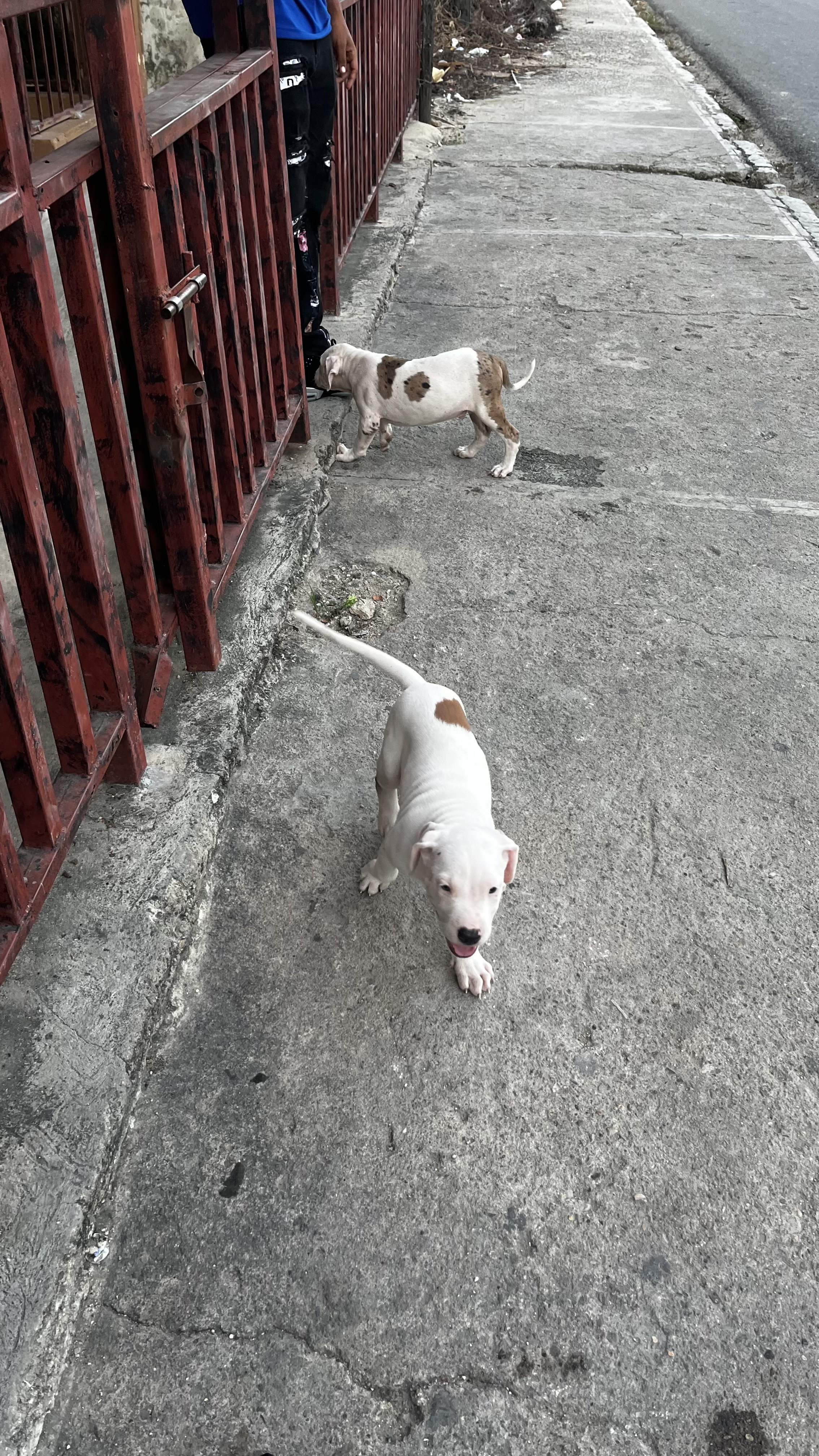 animales y mascotas - Vendo pibutbull blanco 5