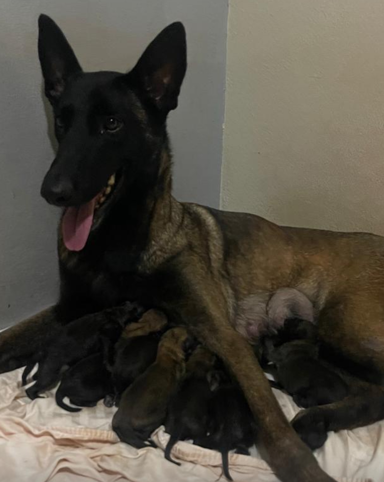 animales y mascotas - Pastor belga malinois 