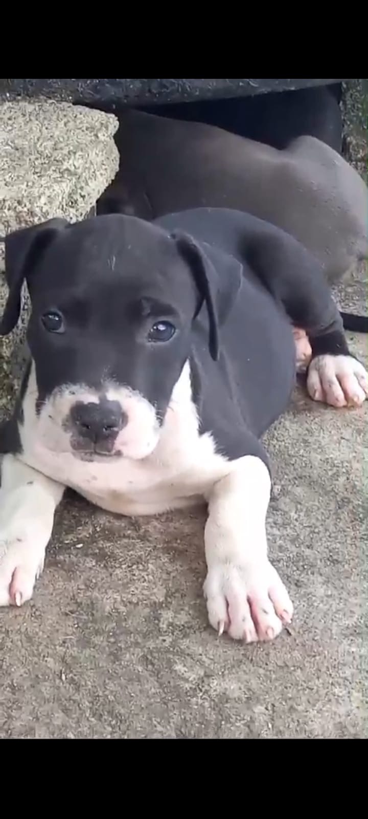 animales y mascotas - Cachorros American Staffordshire terrier