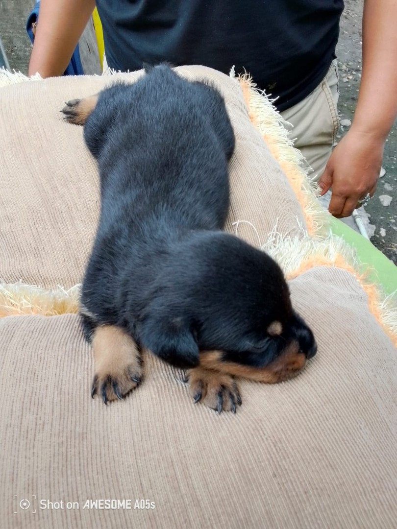 animales y mascotas - Venta de Cachorros Rottweiler  4